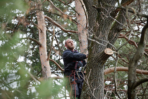 Best Arborist Consultation Services  in Walbridge, OH